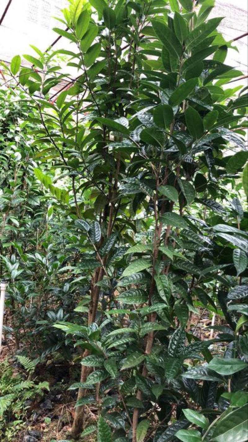 金花茶树苗大树