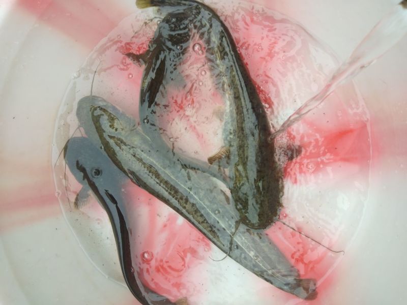 大口鲶籽鯰