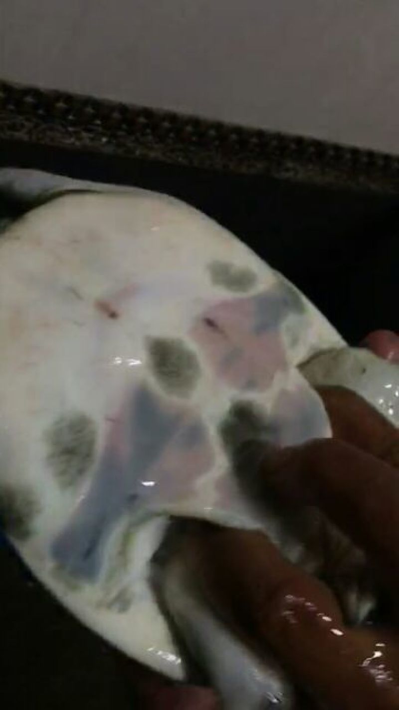 苏北黑花黑底野生甲鱼