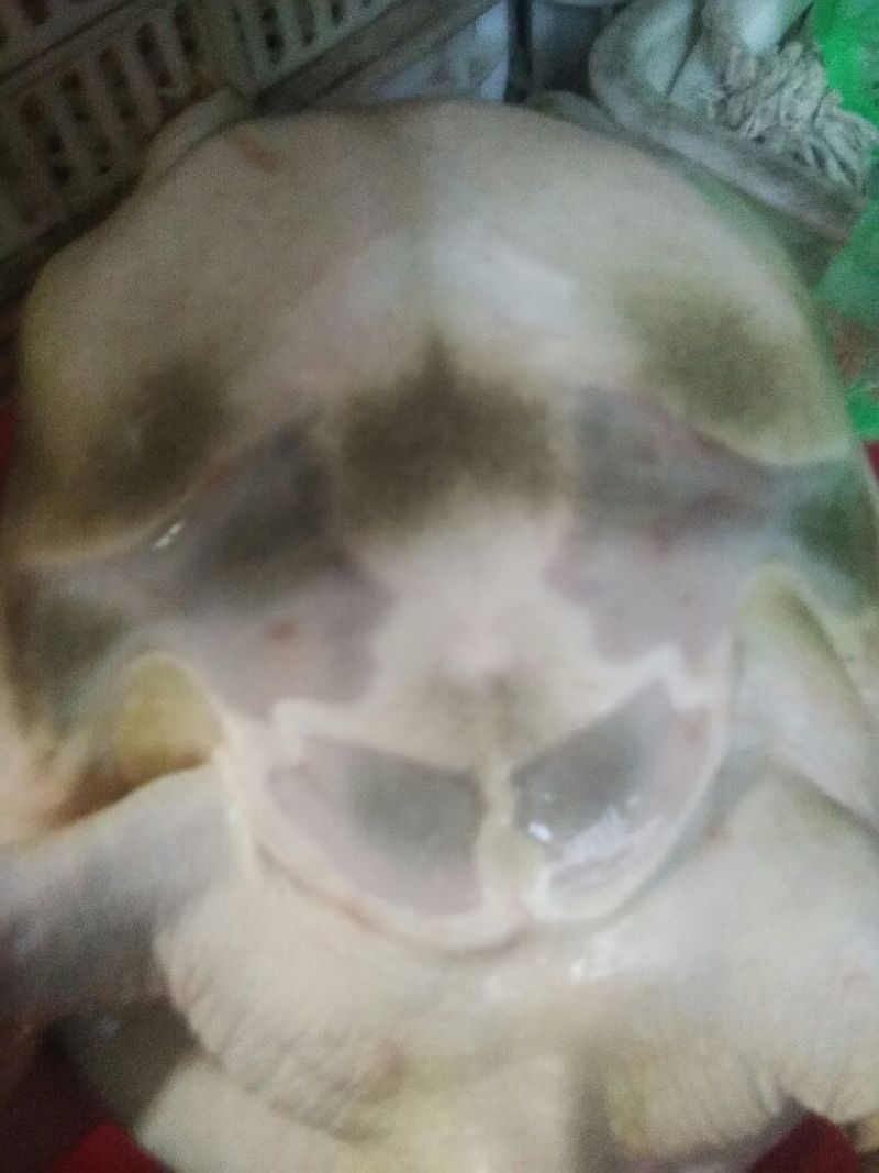 苏北黑花黑底野生甲鱼