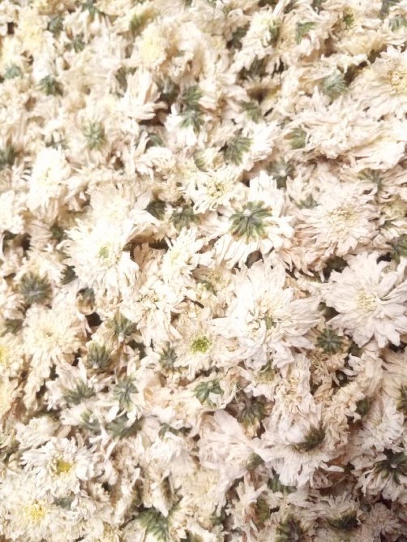 贡菊