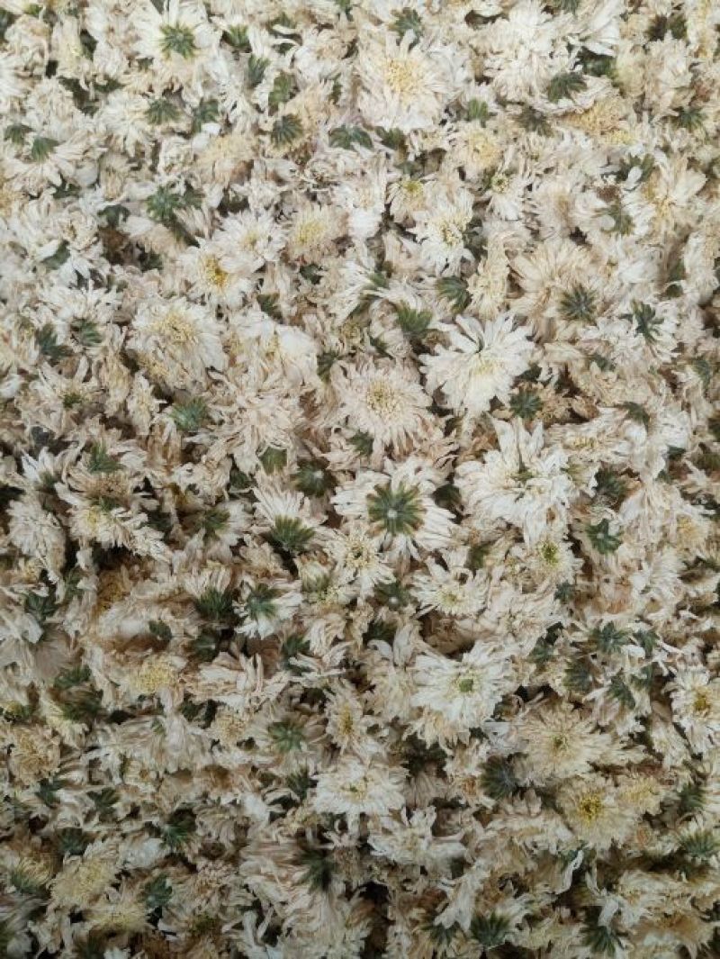 贡菊