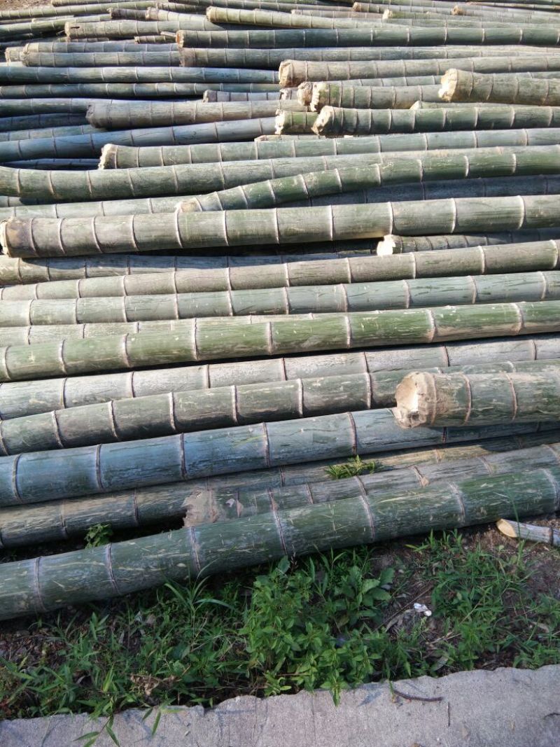 大量出售楠竹