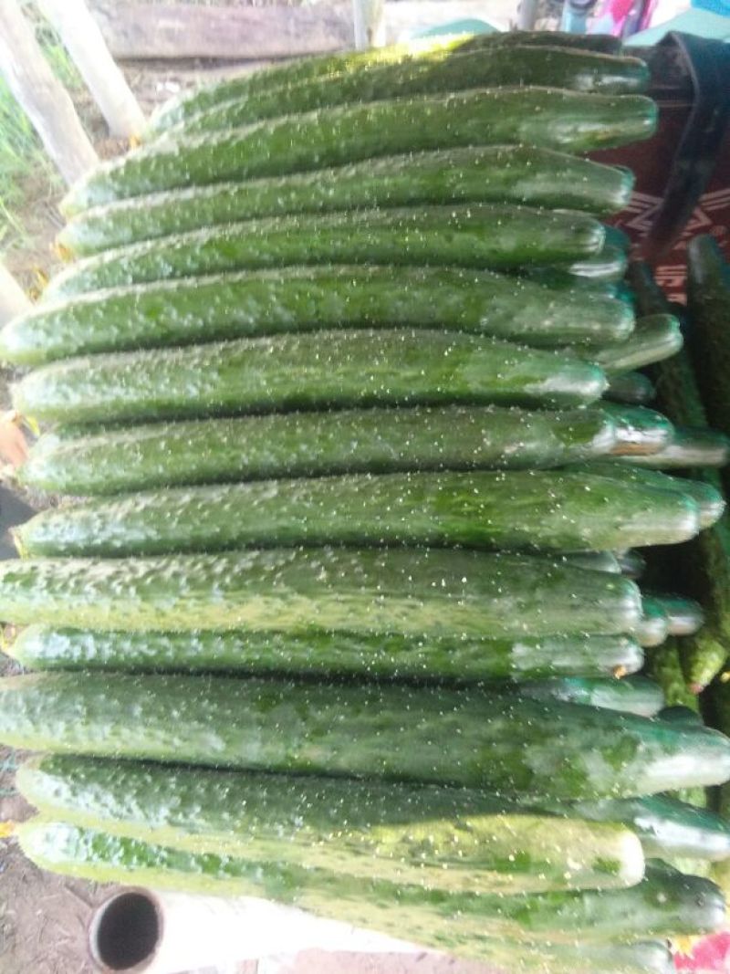 黄瓜，四大产区莘县，青瓜，密刺黄瓜电商市场食堂小车出口