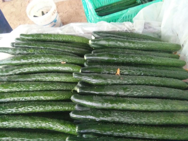 黄瓜，四大产区莘县，青瓜，密刺黄瓜电商市场食堂小车出口