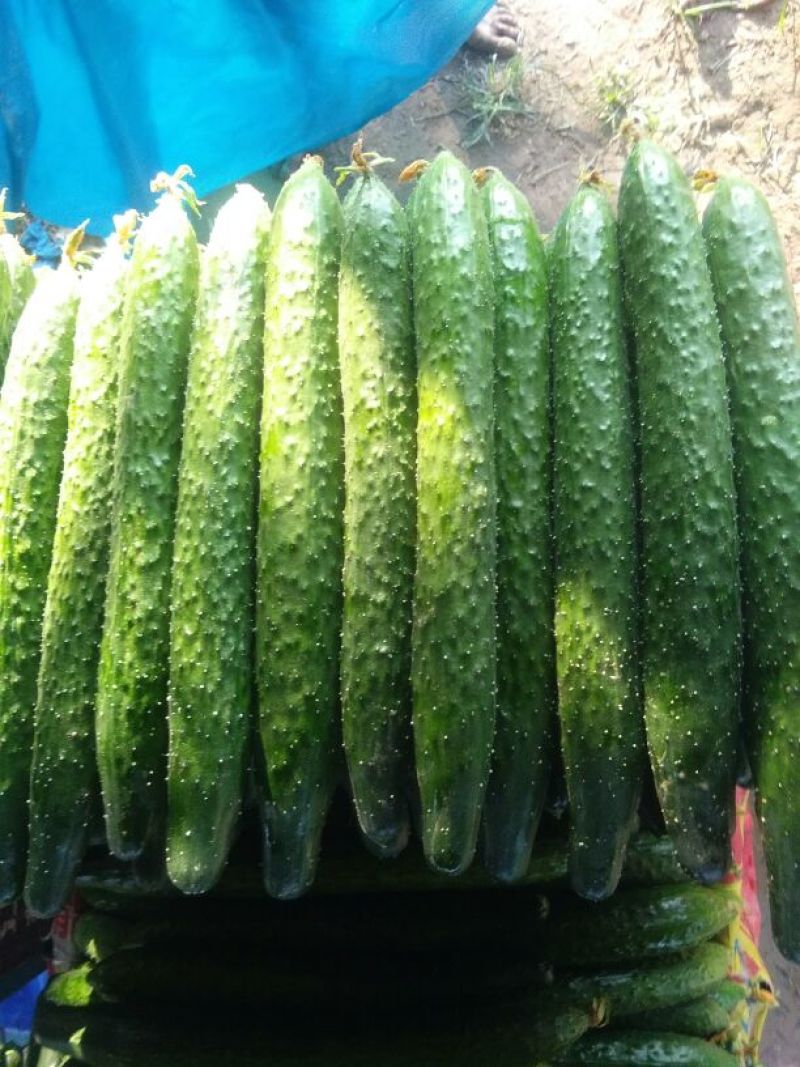 黄瓜，四大产区莘县，青瓜，密刺黄瓜电商市场食堂小车出口