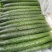 黄瓜，四大产区莘县，青瓜，密刺黄瓜电商市场食堂小车出口