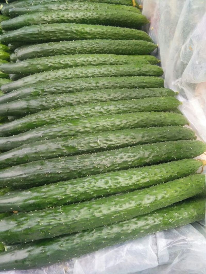 黄瓜，四大产区莘县，青瓜，密刺黄瓜电商市场食堂小车出口