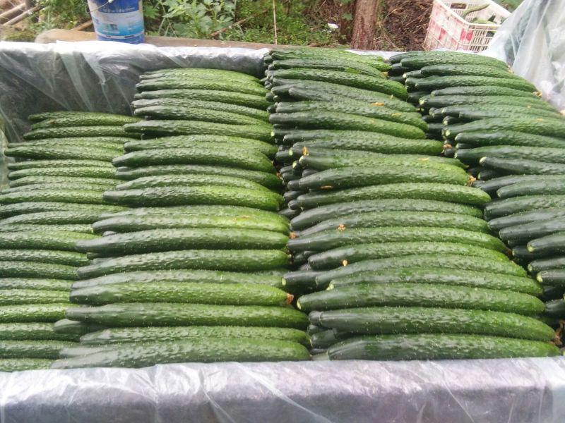 黄瓜，四大产区莘县，青瓜，密刺黄瓜电商市场食堂小车出口