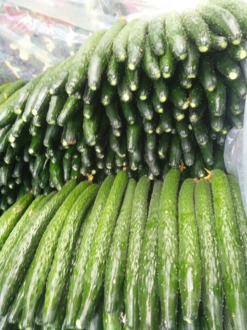 黄瓜，四大产区莘县，青瓜，密刺黄瓜电商市场食堂小车出口