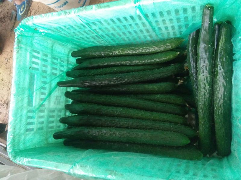 黄瓜，四大产区莘县，青瓜，密刺黄瓜电商市场食堂小车出口