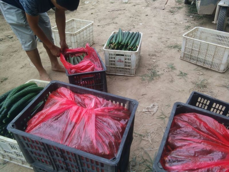 黄瓜，四大产区莘县，青瓜，密刺黄瓜电商市场食堂小车出口