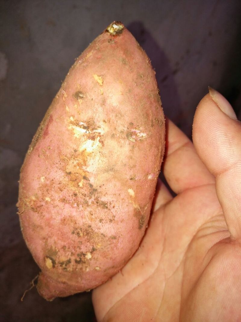 湖北精品龙九红薯一手货源，大量供应，产地直销代收代发，
