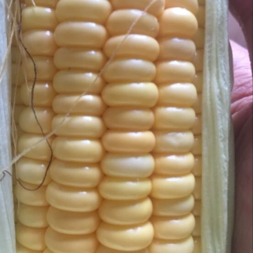 玉米