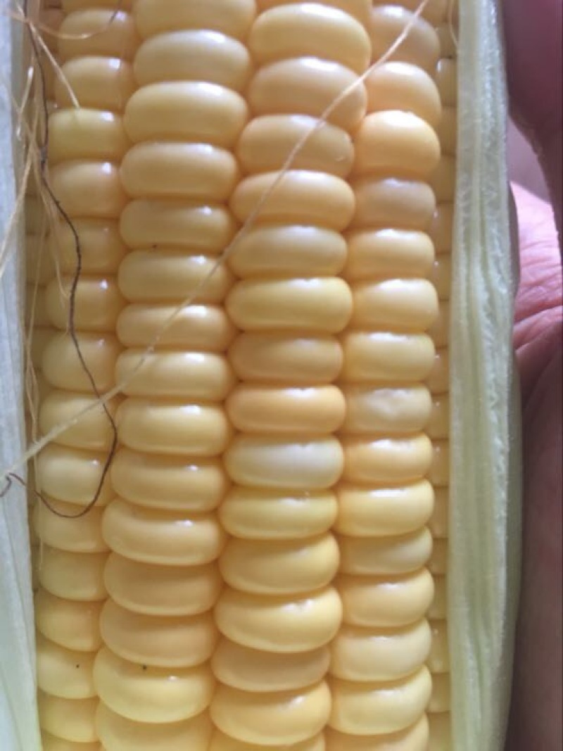玉米