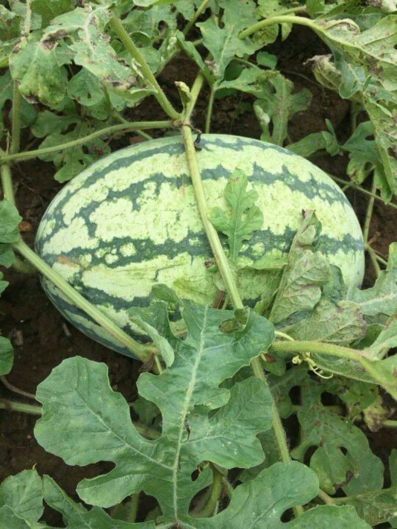 花瓜甜王万亩