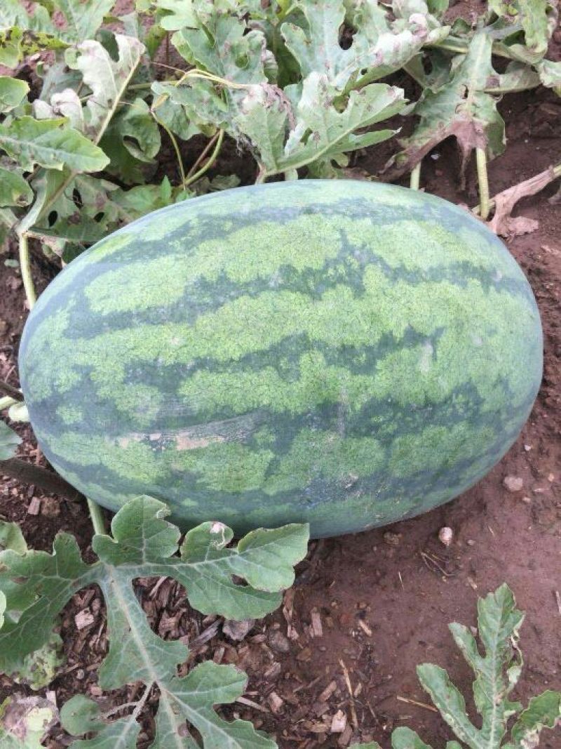 花瓜甜王万亩