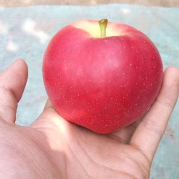 冠县（嘎啦苹果，美八苹果）万亩苹果已大量上市，保质保量。