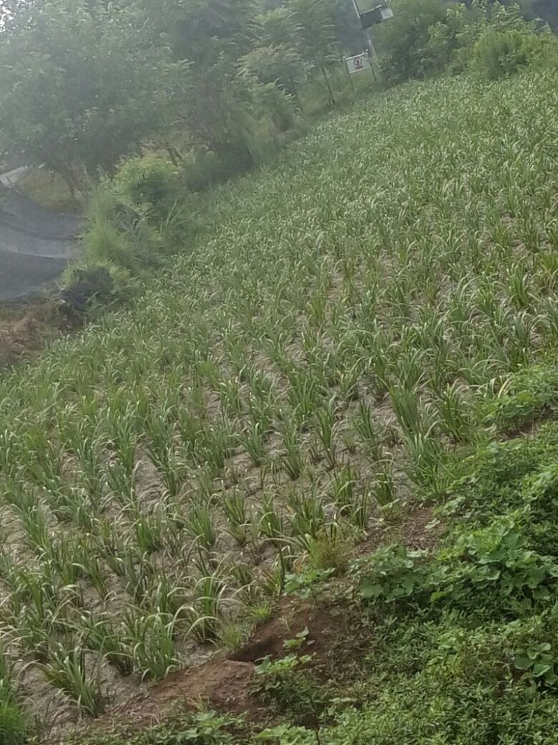 石菖蒲