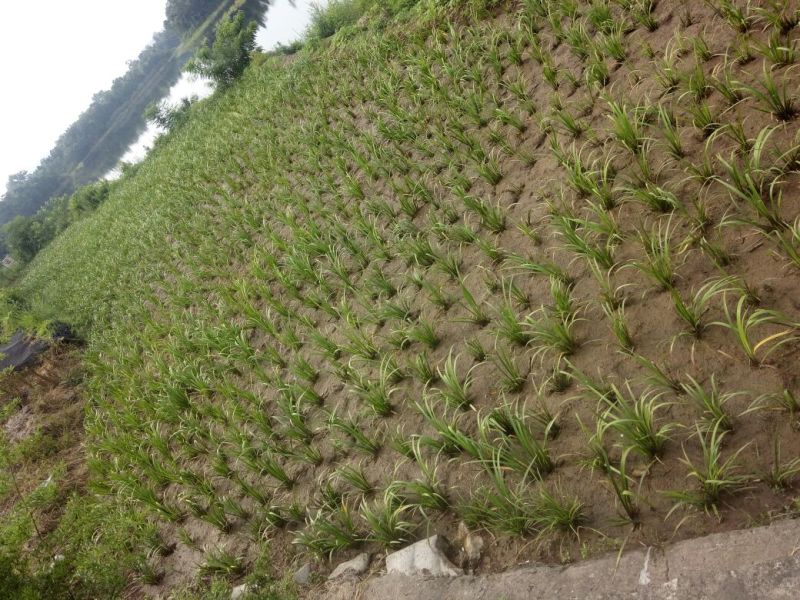 石菖蒲