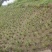 石菖蒲