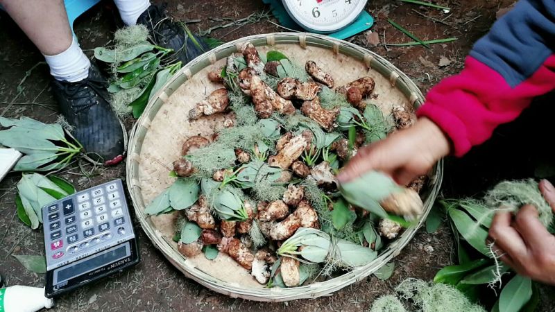 香格里拉原生态松茸，