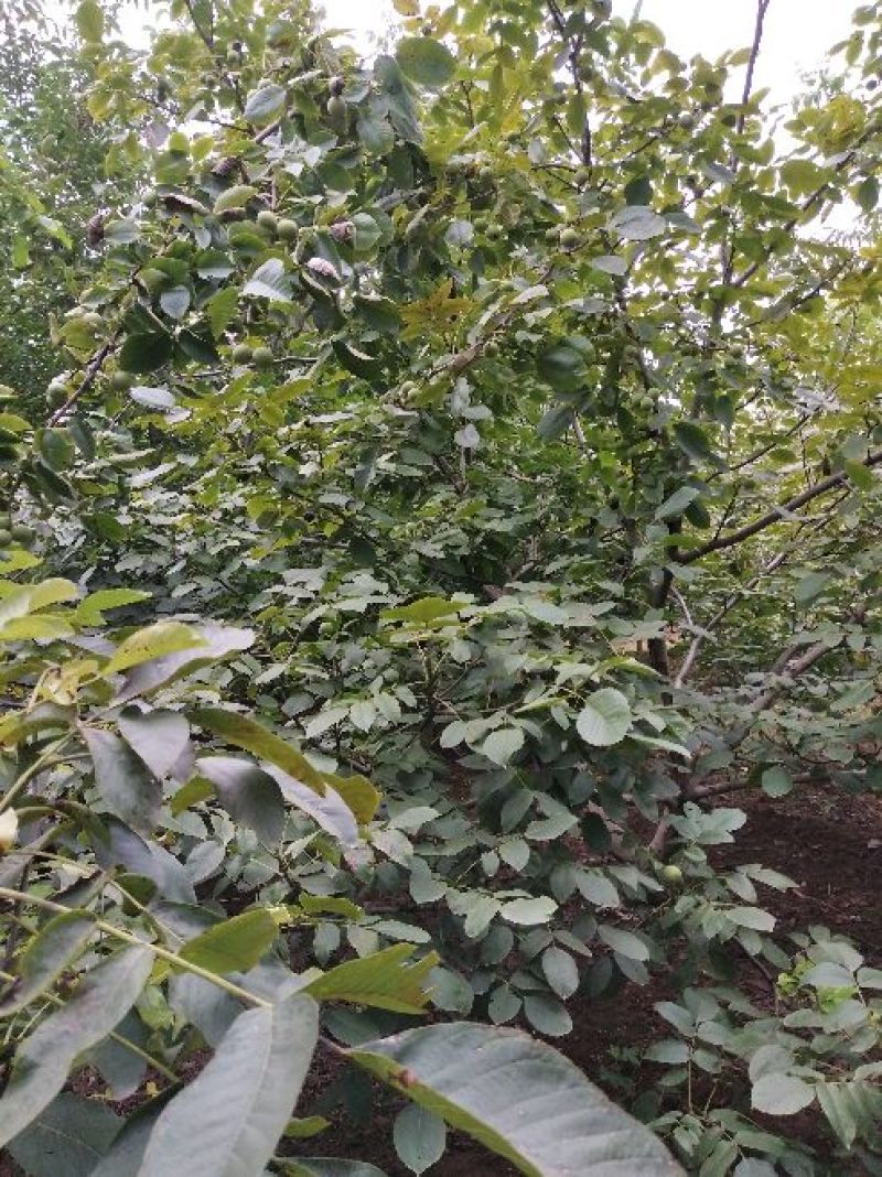 青皮山核桃大量上市，需要可以联系