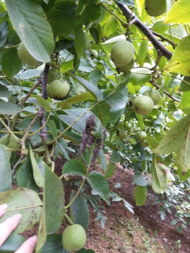 青皮山核桃大量上市，需要可以联系