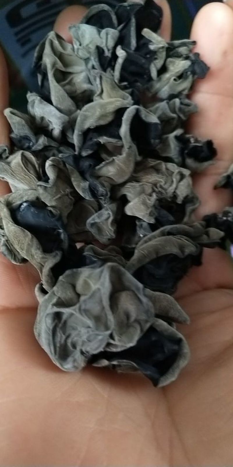 木耳，长白山办养殖半野生木耳，口感好，品相好，营养丰富