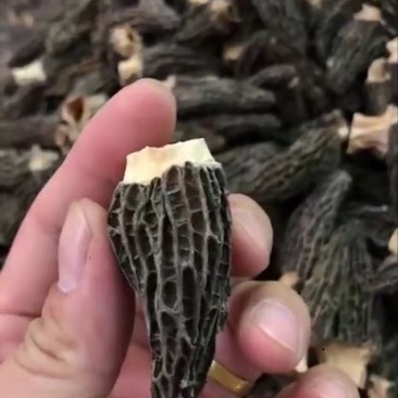 羊肚菌特级