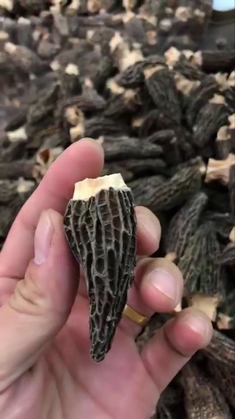 羊肚菌特级