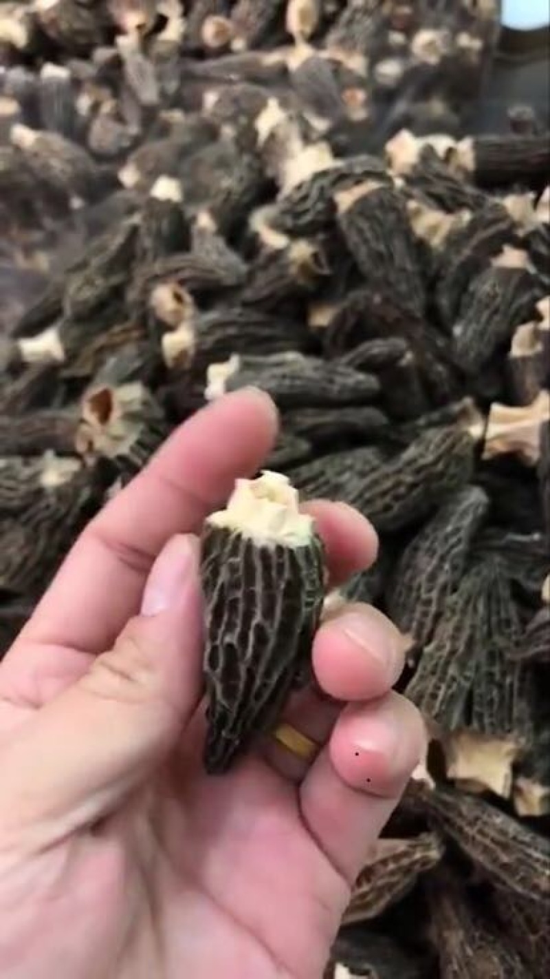 羊肚菌特级