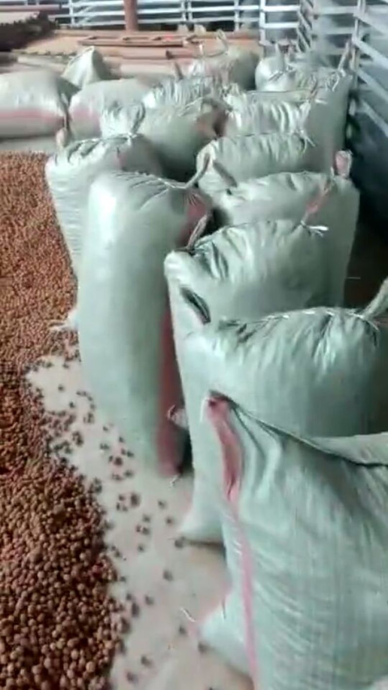 桃胡