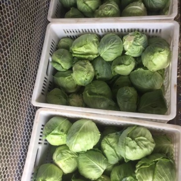 甘蓝，散花，绿花上市