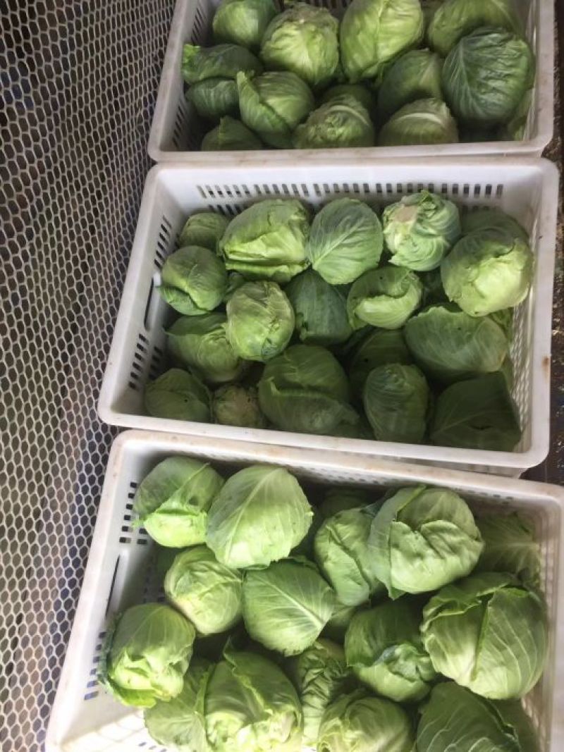 甘蓝，散花，绿花上市
