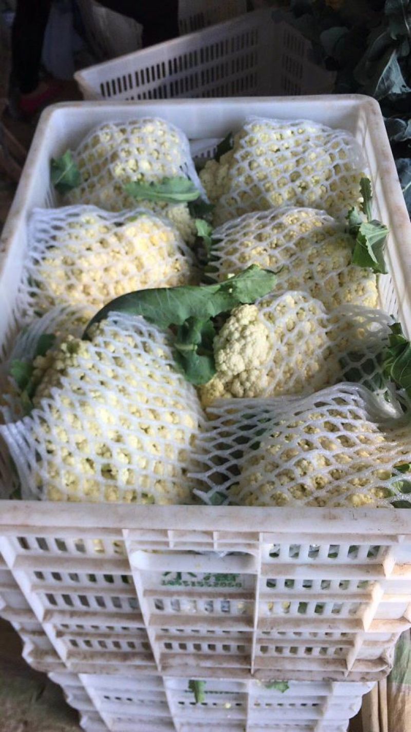 甘蓝，散花，绿花上市
