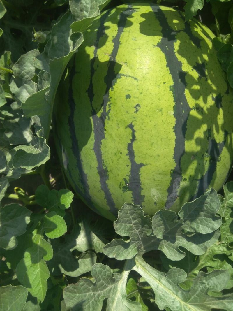 京欣新花王