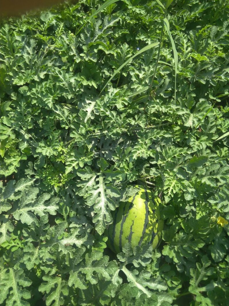 京欣新花王