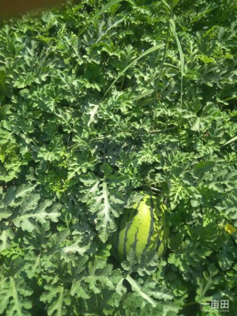 京欣新花王