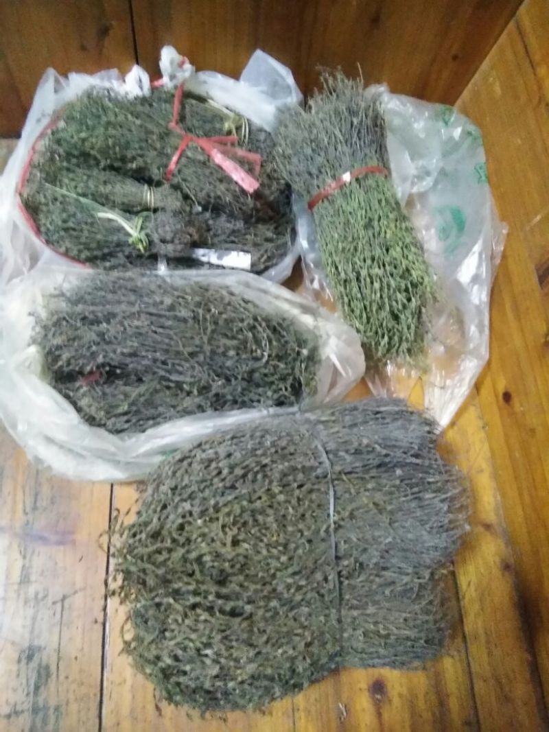 独脚金