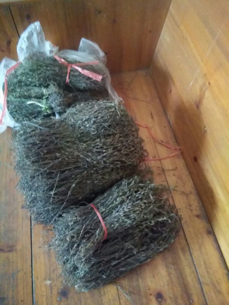 独脚金