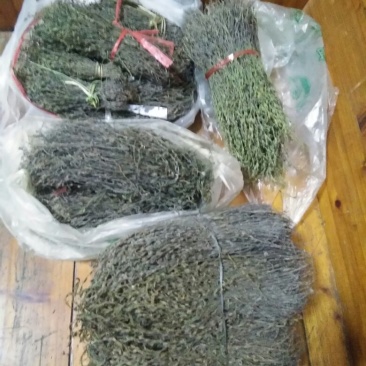 独脚金