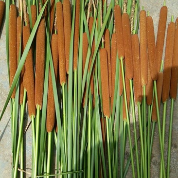 蒲棒