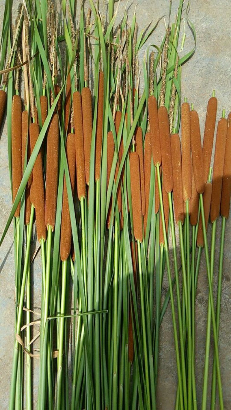 蒲棒