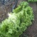 散叶生菜花叶生菜5两~6两！品质保证！专业叶菜代办！