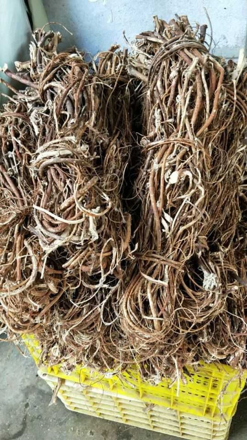 独脚金，五指根，牛薯根，请联系