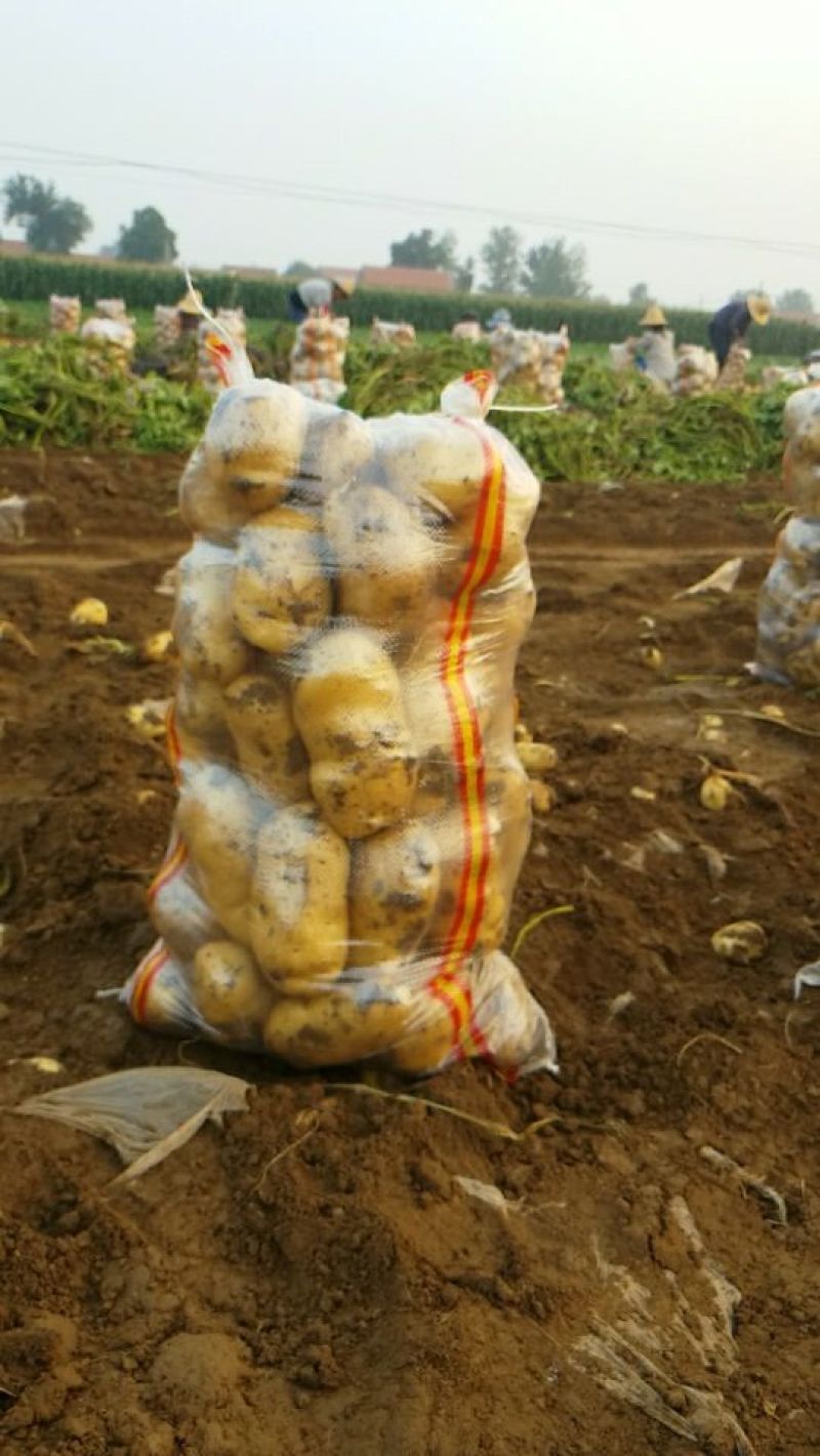 河北唐山荷兰系列土豆806，产地直发量大从优欢迎来电