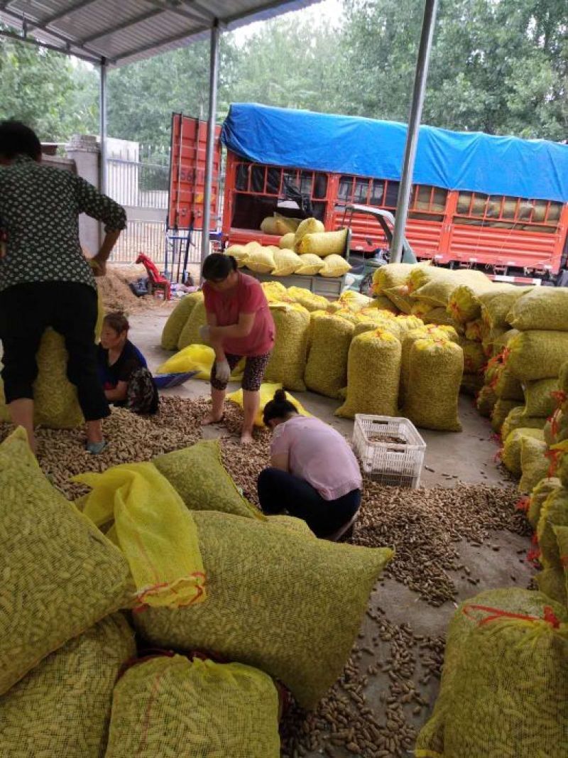 四粒红花生红皮花生鲜货带壳质量保证欢迎考察询单