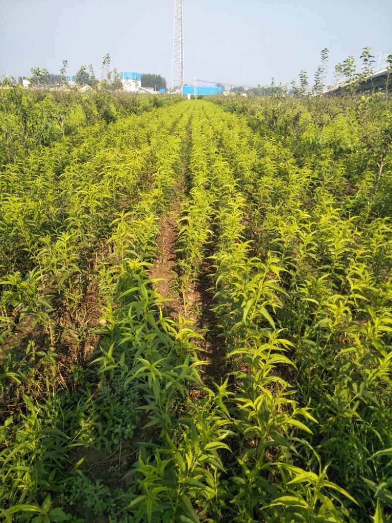 三百亩基地，桃树苗，红不软桃树苗80cm以上品种齐