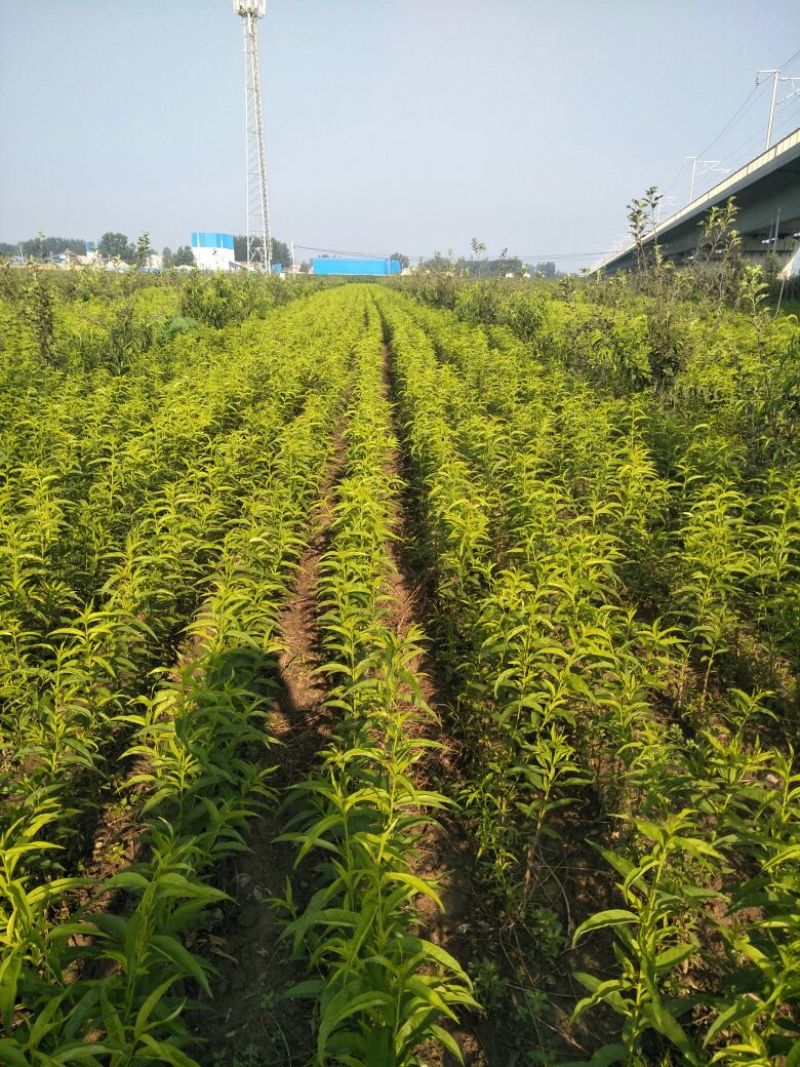 三百亩基地，桃树苗，红不软桃树苗80cm以上品种齐